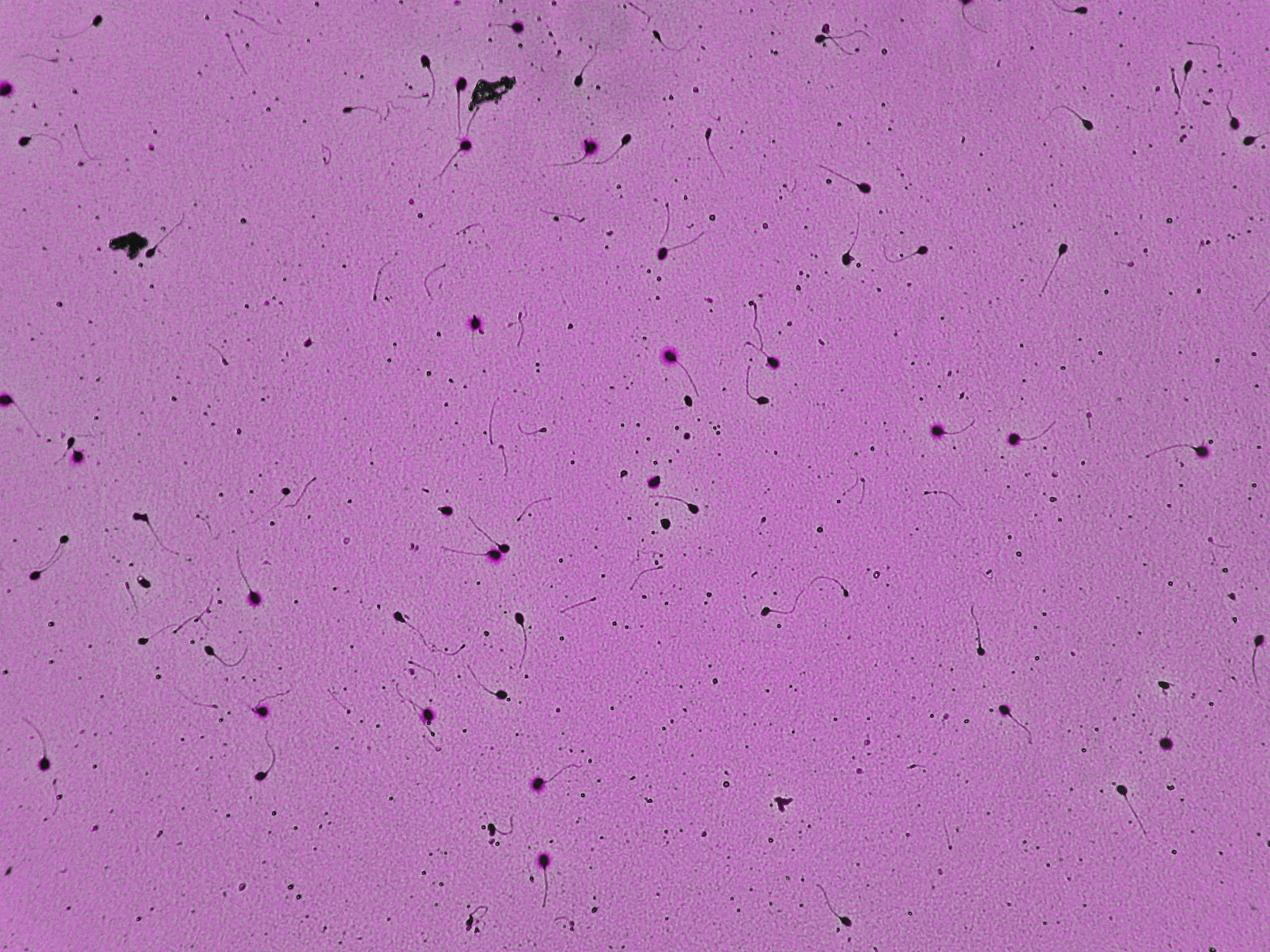 Representative microscopy field