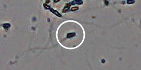 Flagged cell 1 from field 33
