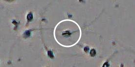 Flagged cell 2 from field 33