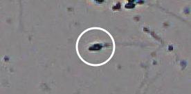 Flagged cell 11 from field 33