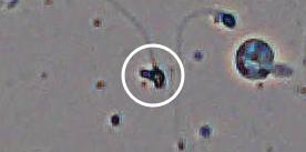 Flagged cell 12 from field 33