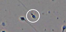 Flagged cell 13 from field 33