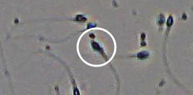 Flagged cell 15 from field 33