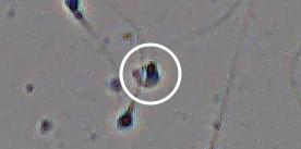 Flagged cell 16 from field 33