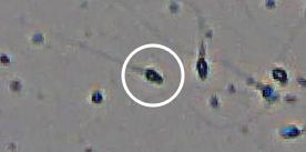 Flagged cell 3 from field 33