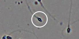 Flagged cell 4 from field 33