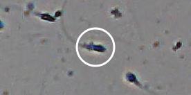 Flagged cell 6 from field 33