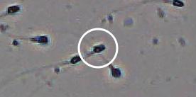 Flagged cell 7 from field 33