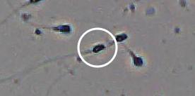Flagged cell 8 from field 33