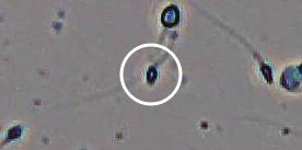 Flagged cell 9 from field 33