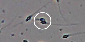 Flagged cell 10 from field 33