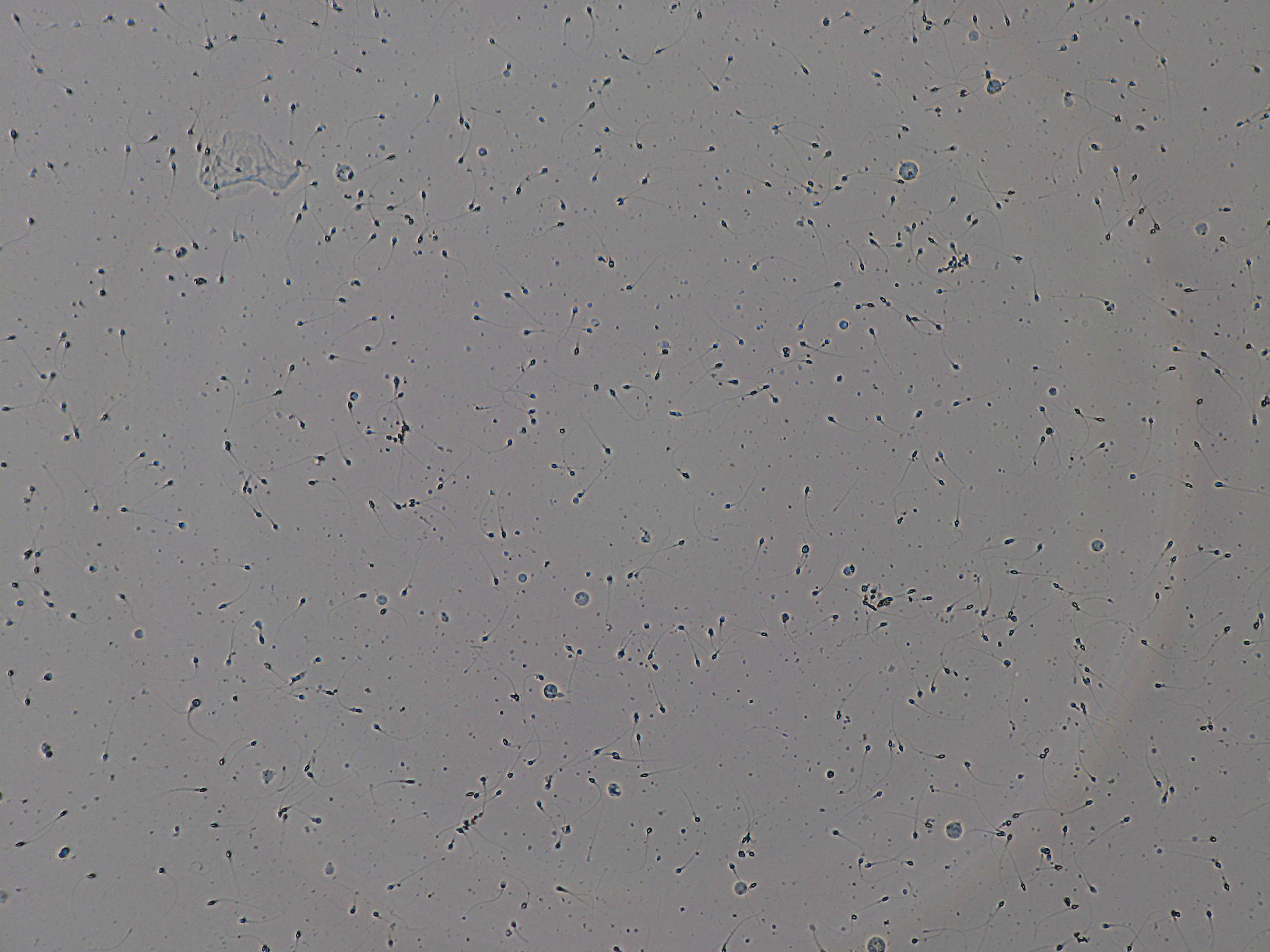 Representative microscopy field