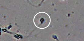 Flagged cell 1 from field 13