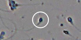 Flagged cell 2 from field 13