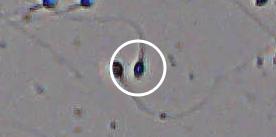 Flagged cell 12 from field 13