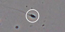 Flagged cell 13 from field 13