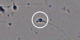 Flagged cell 14 from field 13