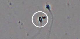 Flagged cell 15 from field 13