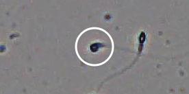 Flagged cell 3 from field 13