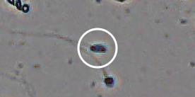 Flagged cell 4 from field 13