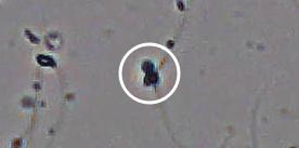 Flagged cell 5 from field 13