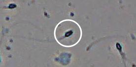 Flagged cell 6 from field 13