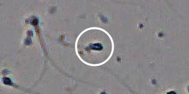 Flagged cell 8 from field 13