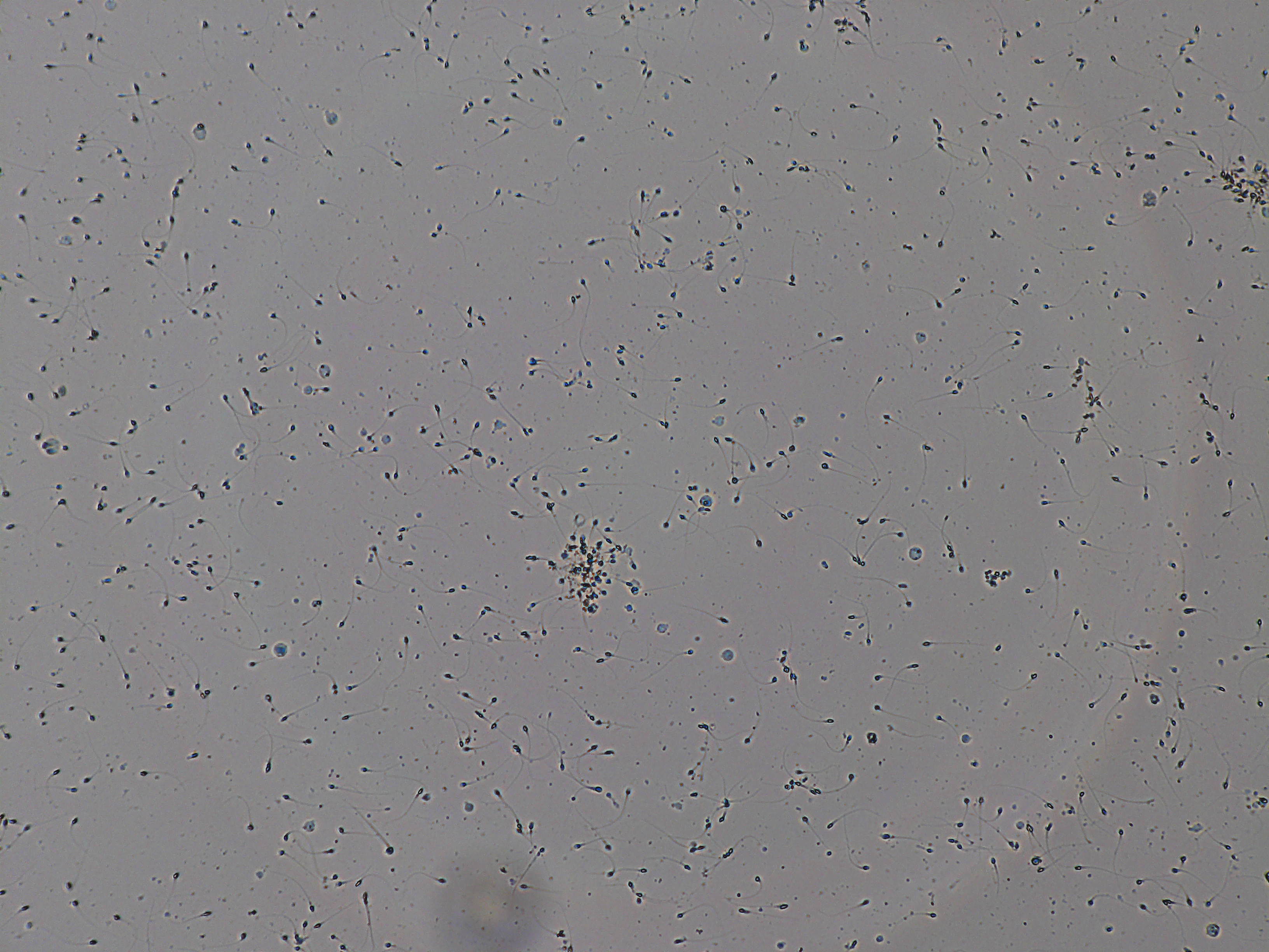 Representative microscopy field