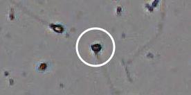 Flagged cell 1 from field 13