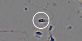 Flagged cell 2 from field 13