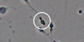 Flagged cell 11 from field 13