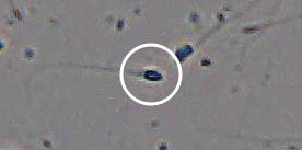 Flagged cell 13 from field 13