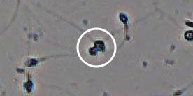 Flagged cell 14 from field 13