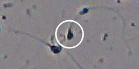 Flagged cell 16 from field 13