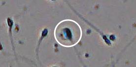 Flagged cell 4 from field 13