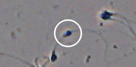 Flagged cell 6 from field 13