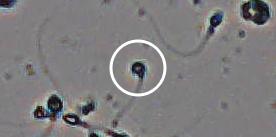 Flagged cell 8 from field 13