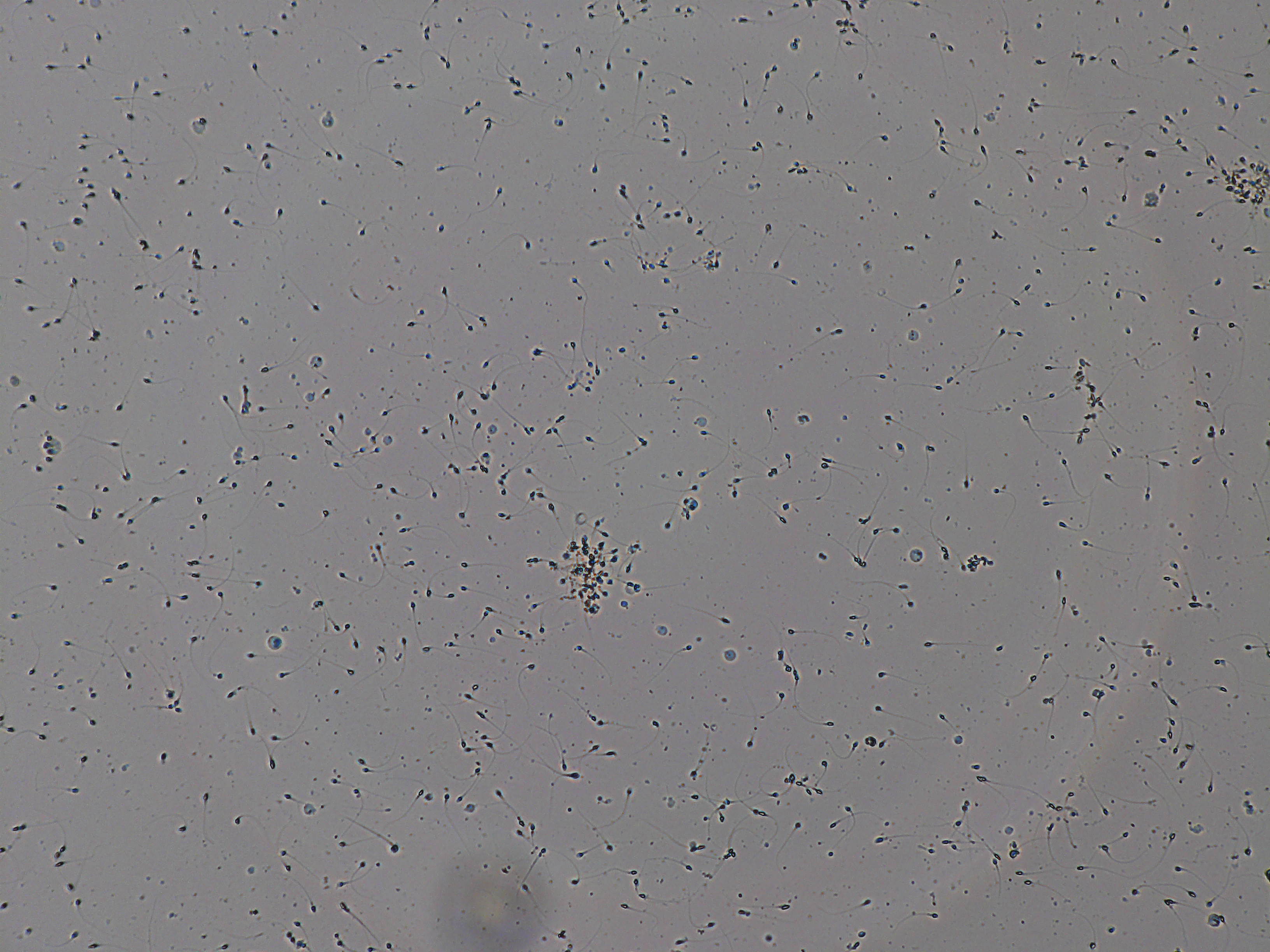 Representative microscopy field