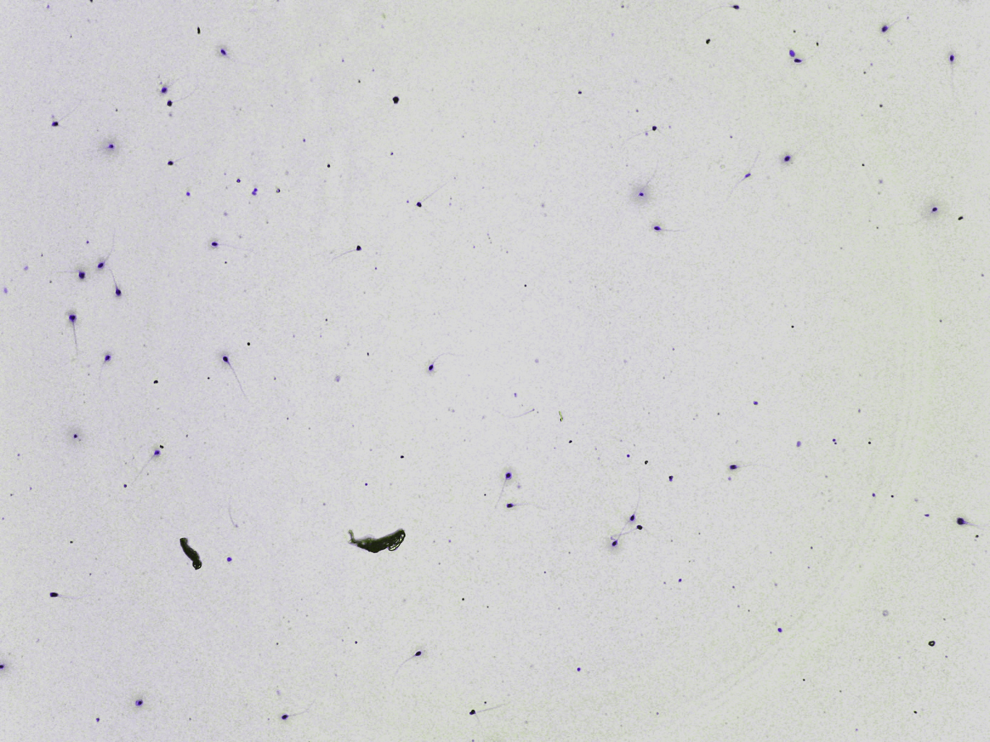 Representative microscopy field