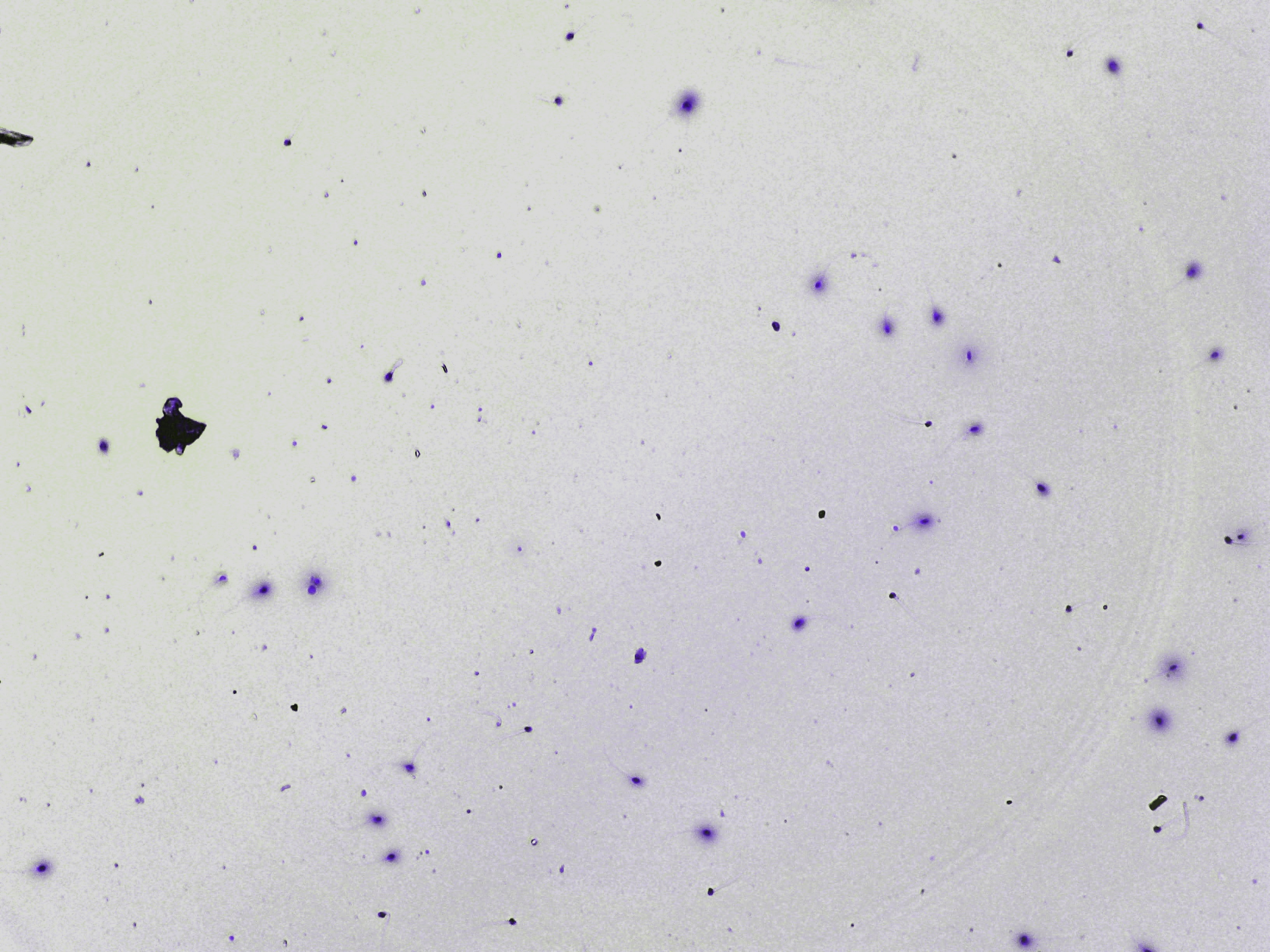 Representative microscopy field