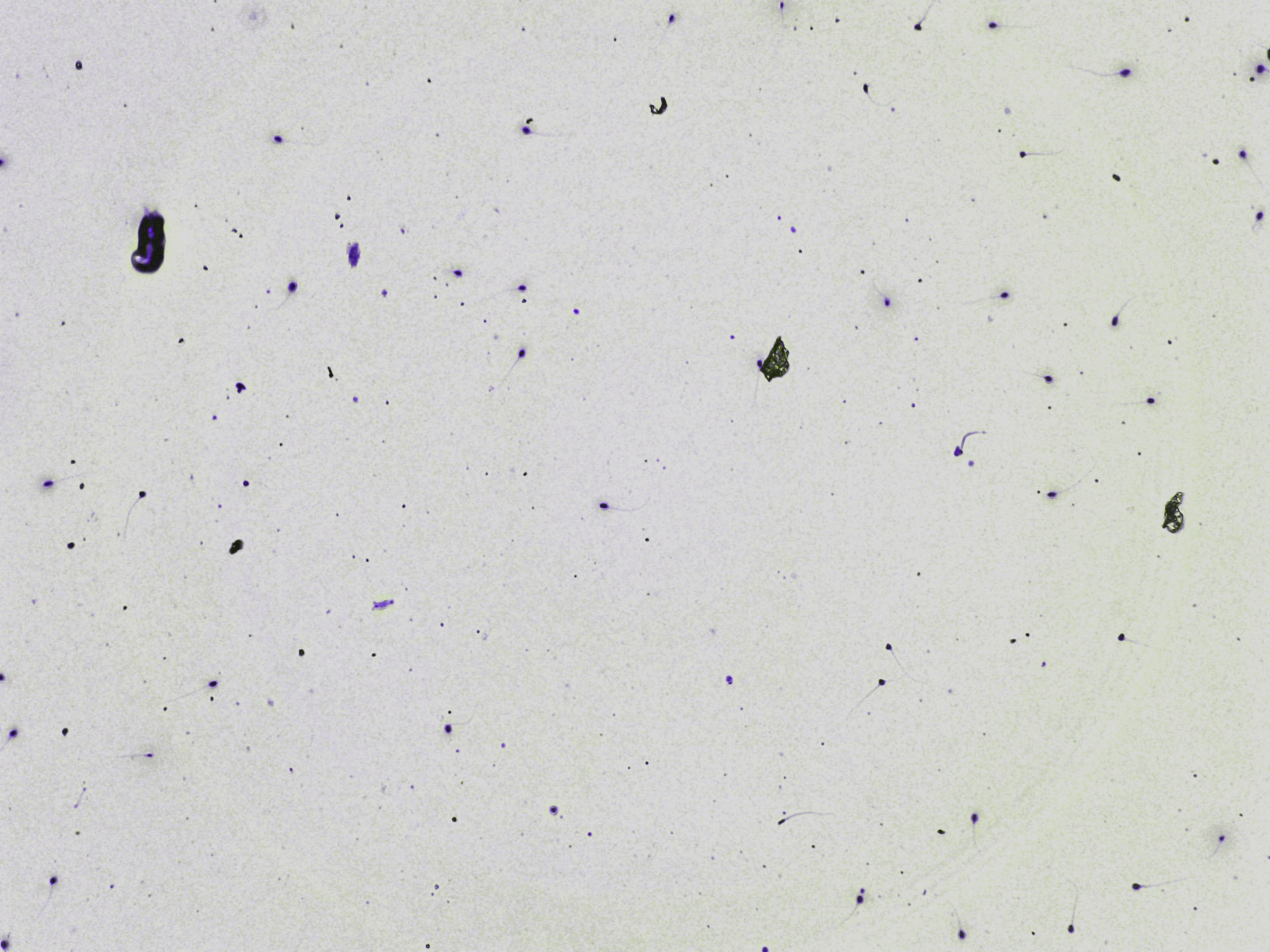 Representative microscopy field