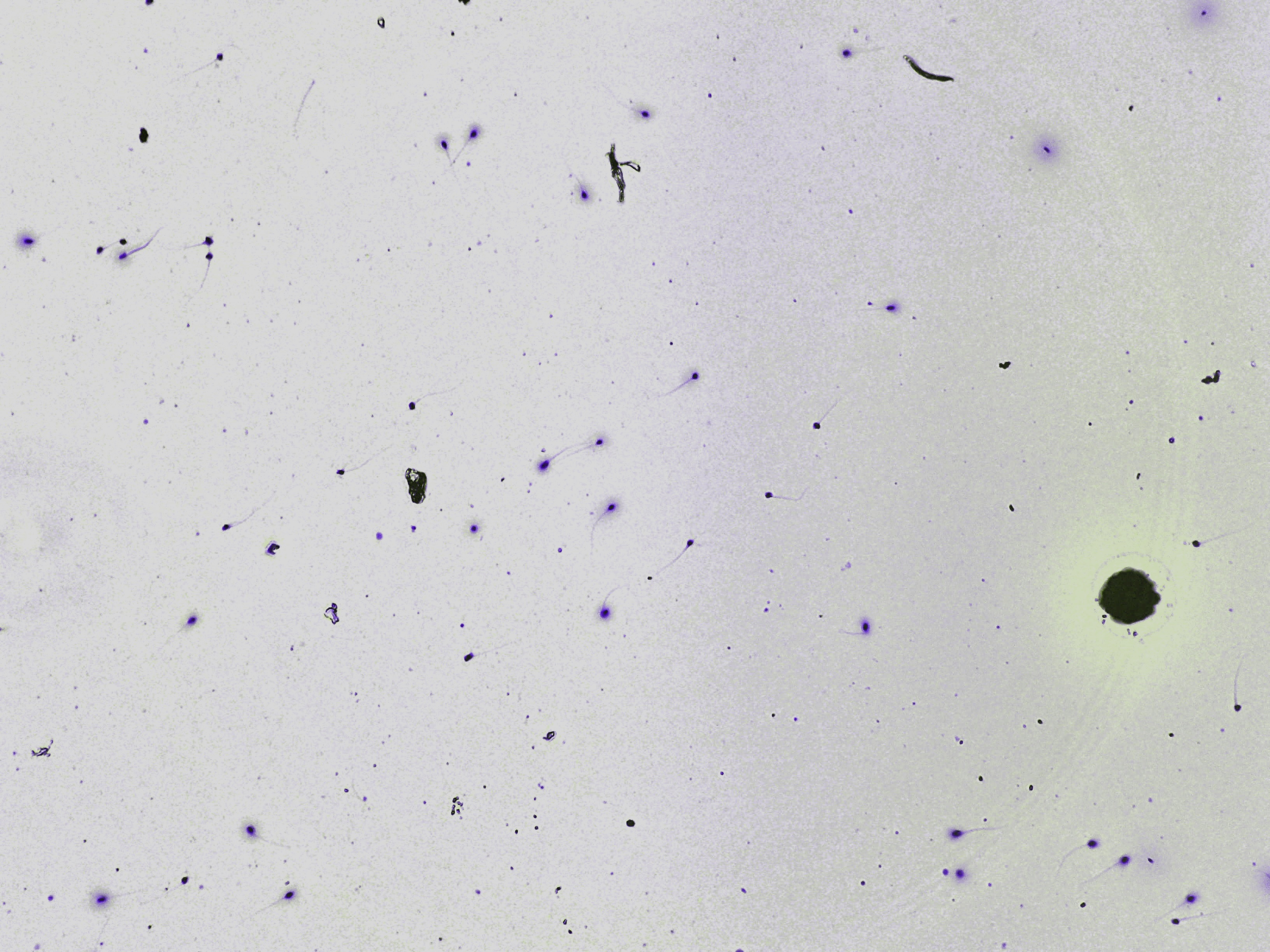 Representative microscopy field